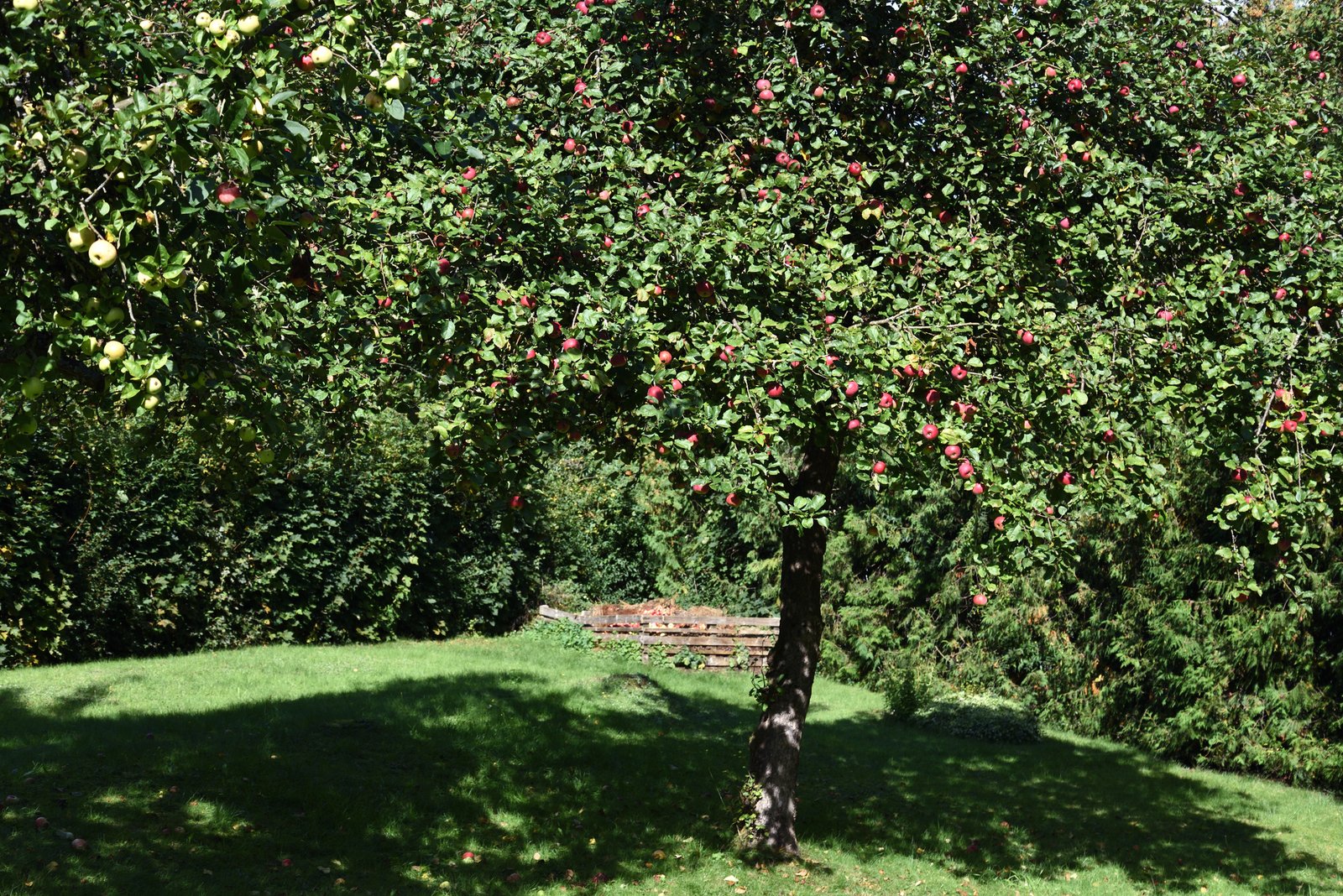Obstbaumschnitt Baumpflege Essen